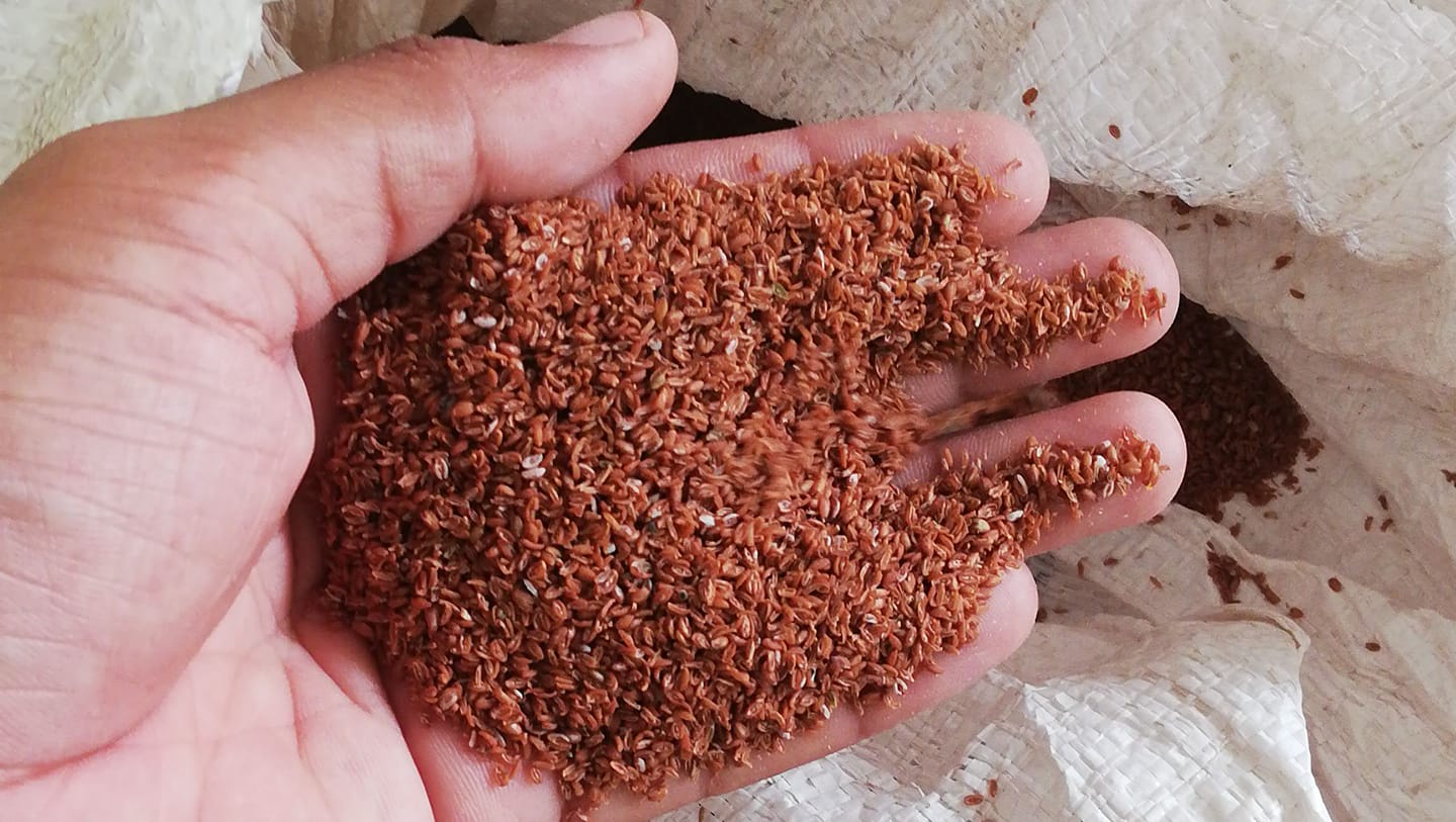 Ispaghol Gulli Product