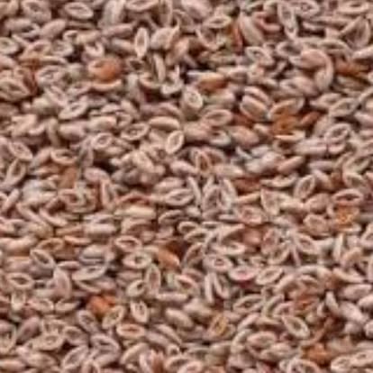 Ispaghol Gulli Product